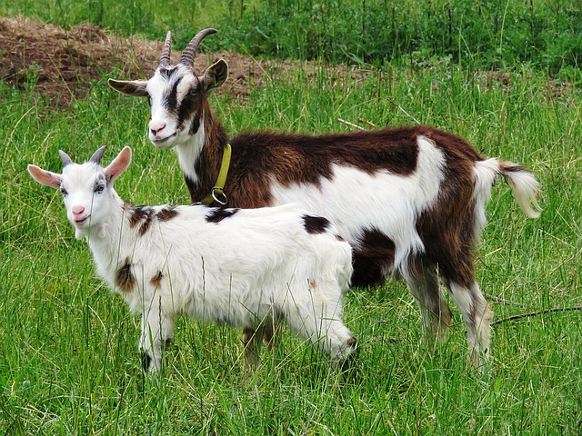 Záľubu v záhradkárčení spojte s chovom úžitkových zvierat: ideálne sú kozy